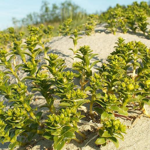 Seabeach Sandwort