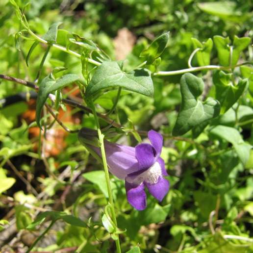 Maurandya Antirrhiniflora