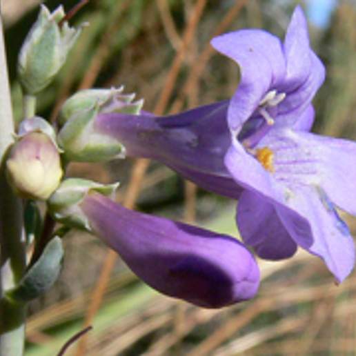 Sidebells Penstemon