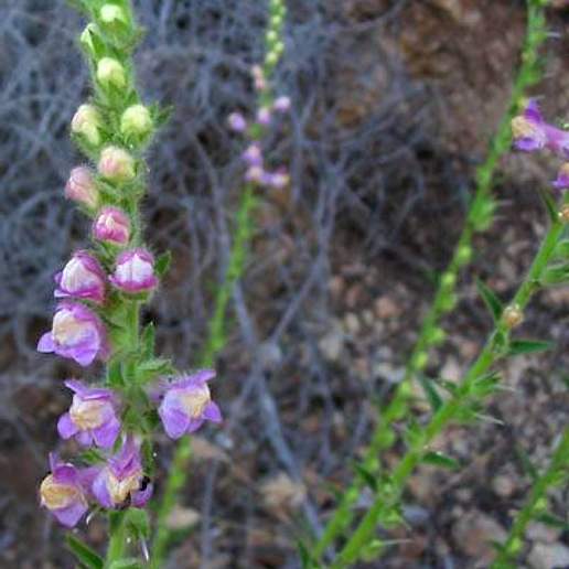 Antirrhinum Multiflorum