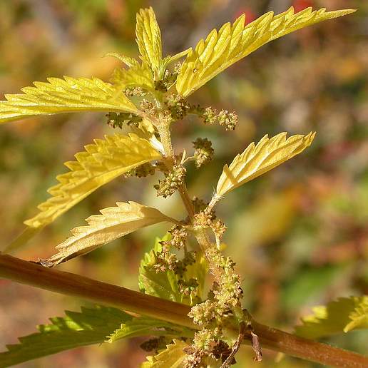 Urtica Trachycarpa
