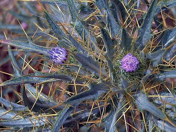 Picnomon Spinosum