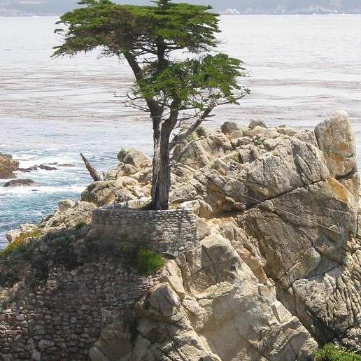 Monterey Pine
