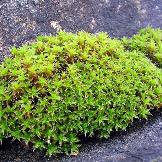 Star Moss