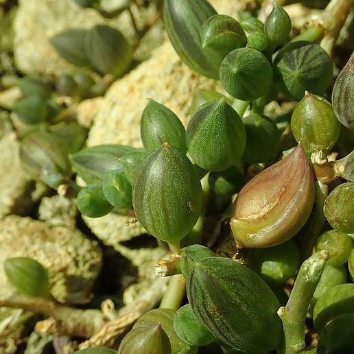 String Of Watermelons
