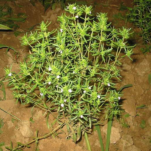Summer Savory