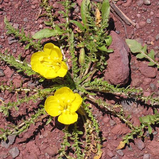 Tansyleaf Evening Primrose