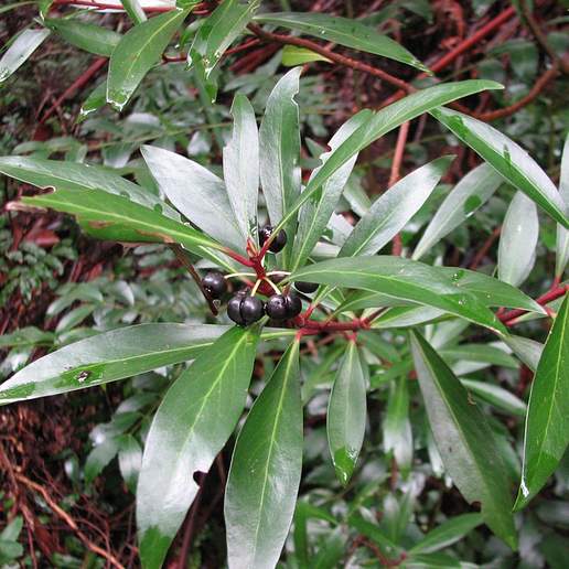 Tasmanian Pepperberry