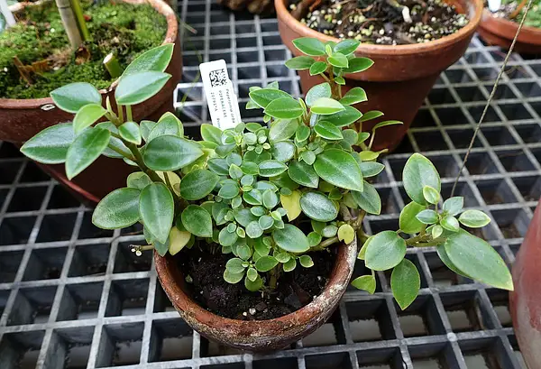 Variegated Teardrop