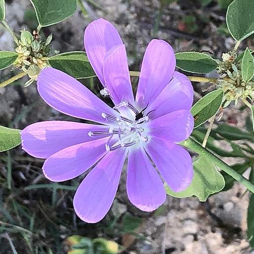 Texas Skeleton Plant