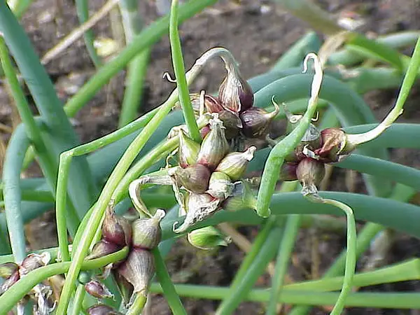 Topsetting Onions