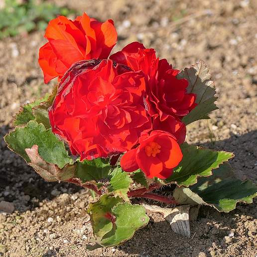 Hybrid Tuberous Begonia
