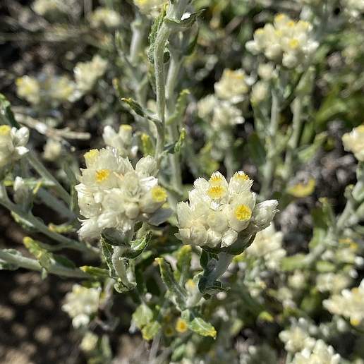 Two Color Rabbit Tobacco