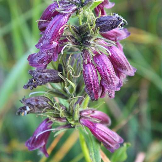 Dark Beardtongue
