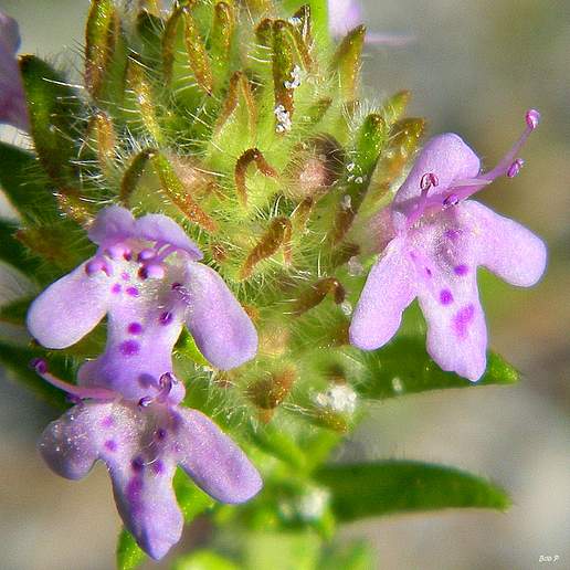 Wild Pennyroyal