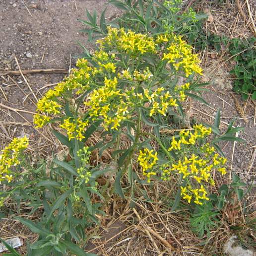 Willow Ragwort