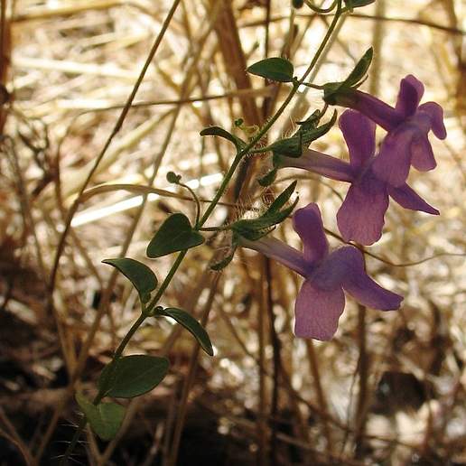 Antirrhinum Coulterianum Appendiculatum