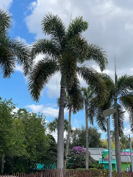 Foxtail Palm