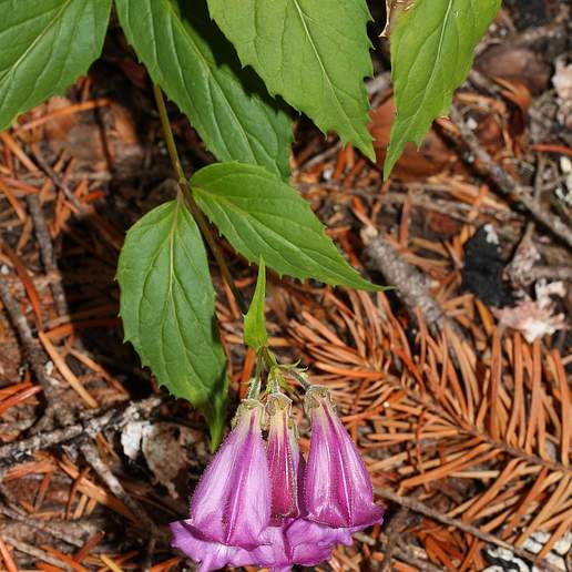 Woodland Beardtongue