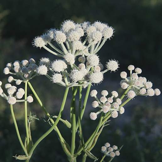 Sphenosciadium Eryngiifolium