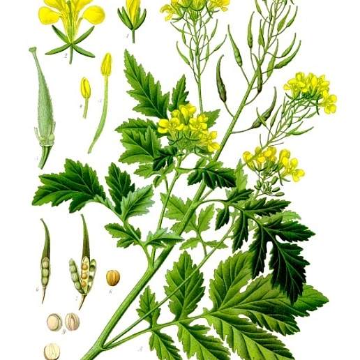 White Mustard