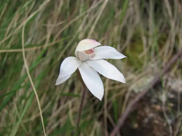 Stegostyla Alpina