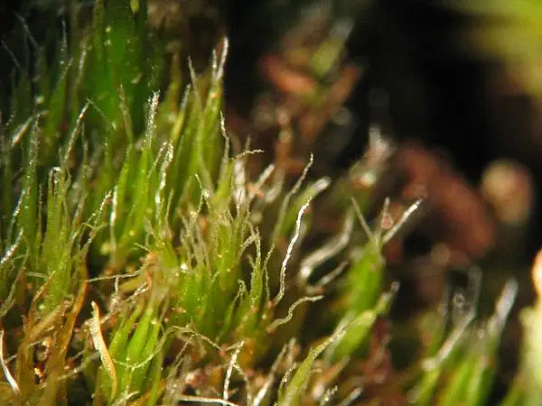 Campylopus Moss
