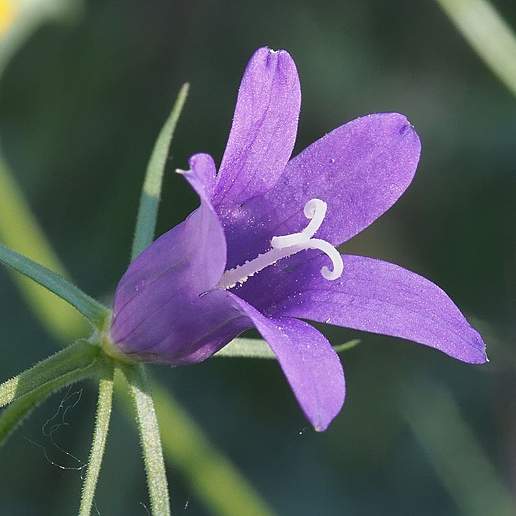 Campanula Lusitanica