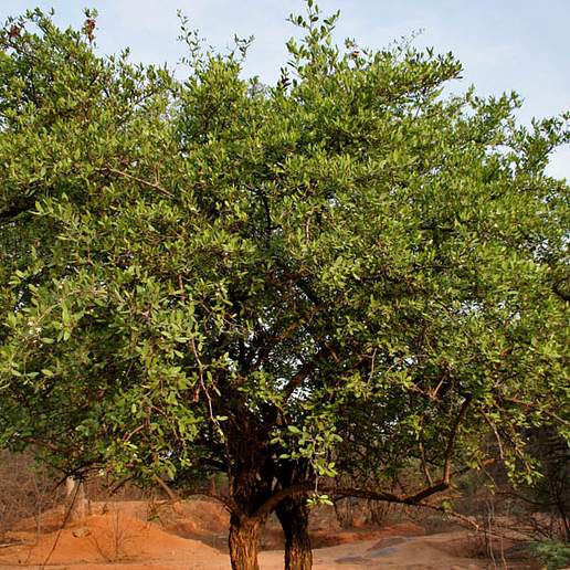 Carissa Ovata Stolonifera