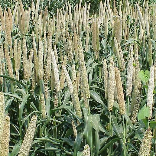Pearl Millet