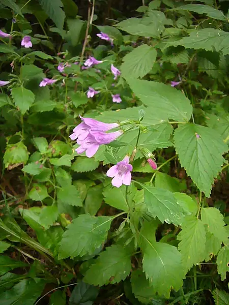 Greater Calamint