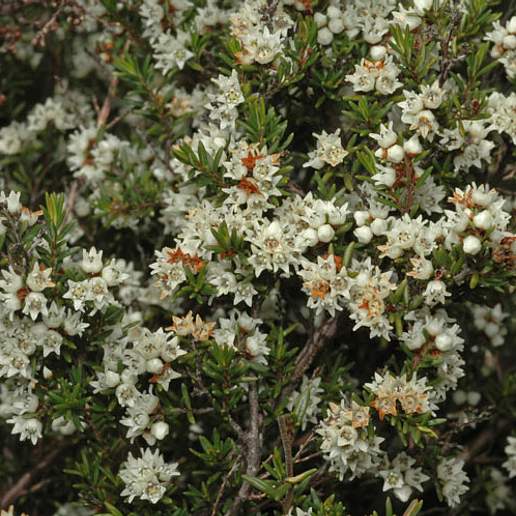 Cryptandra Erubescens