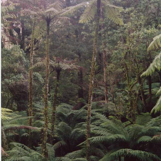 Cyathea Cunninghamii