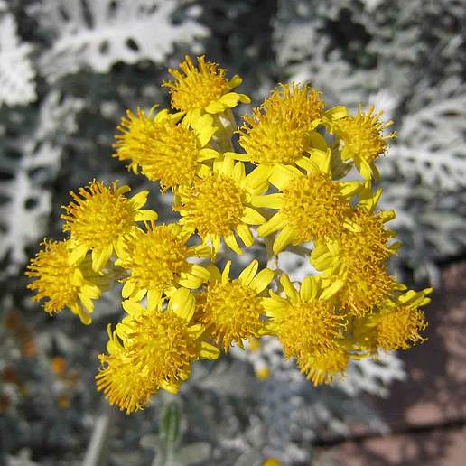 Crossostephium Chinense