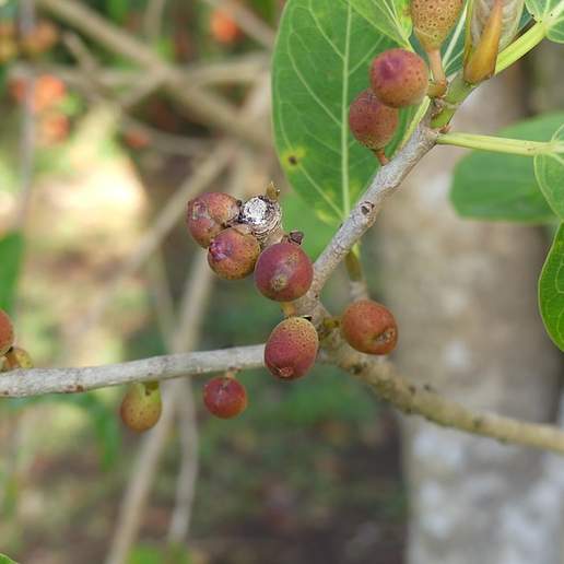 Ficus cotinifolia