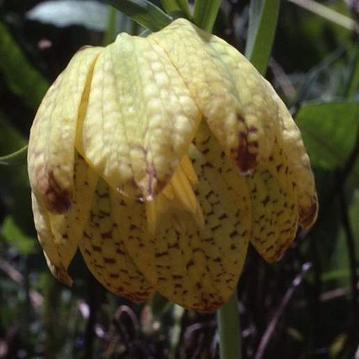 Fritillaria Tubaeformis