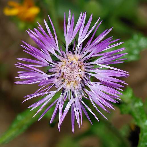 Galactites Tomentosus