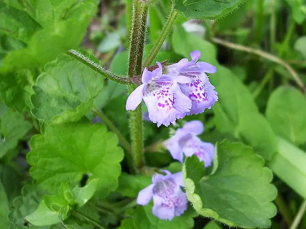 Nepeta Glechoma Grandis