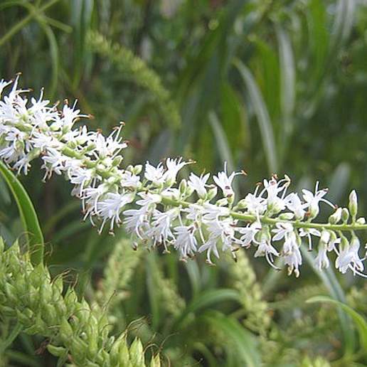 Hebe Stricta