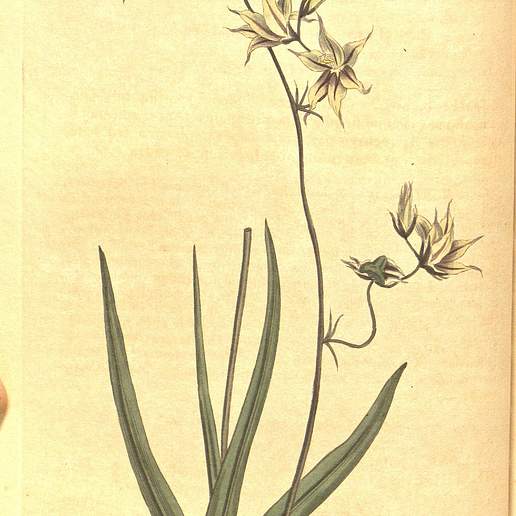 Diasia Parviflora