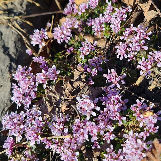 Noccaea Rotundifolia