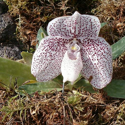 Paphiopedilum Leucochilum