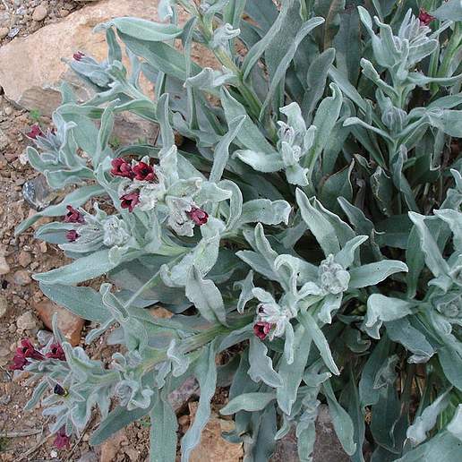Cynoglossum Cheirifolium