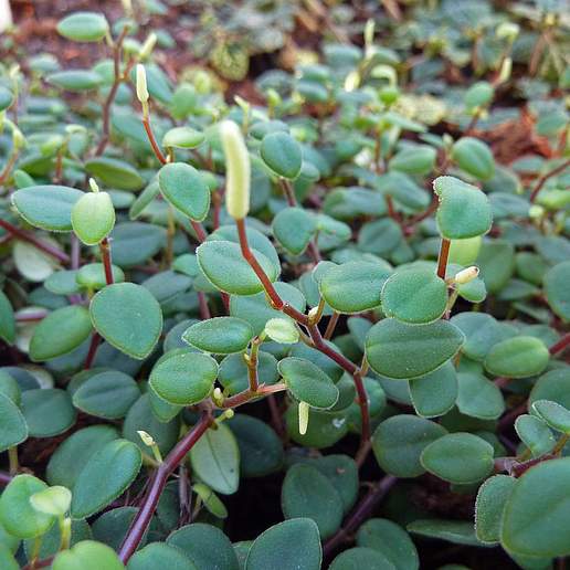 Peperomia Perciliata