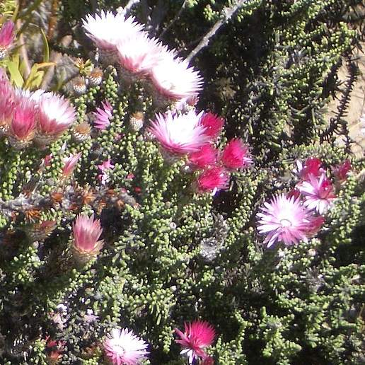 Phaenocoma prolifera