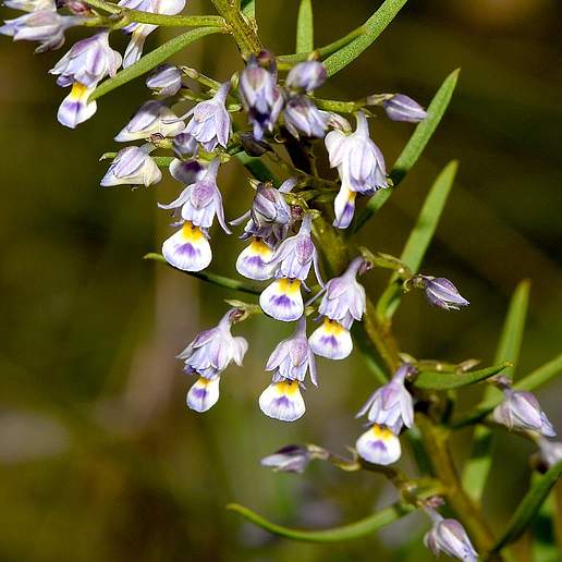 Hybanthus Floribundus Chloroxanthus