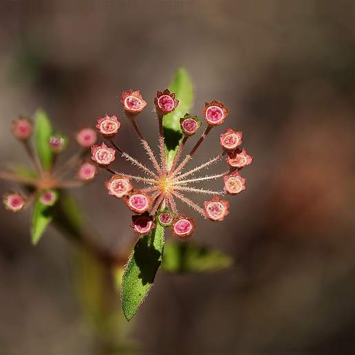 Pomax Umbellata Ovatifolia