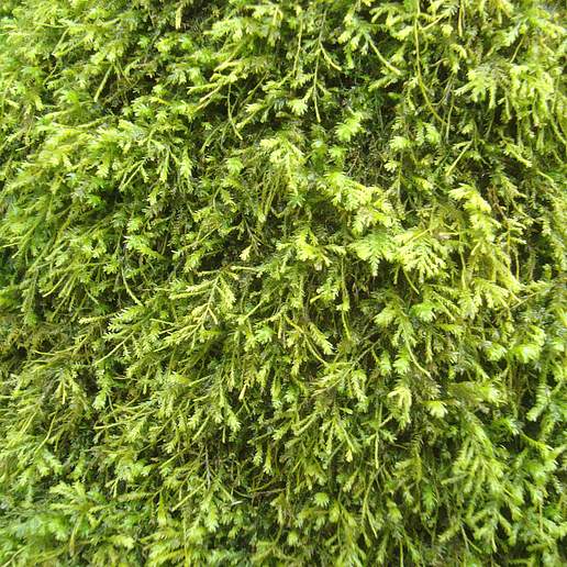 Pseudanomodon Attenuatus