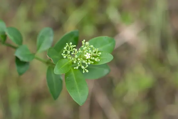 Psychotria serpens