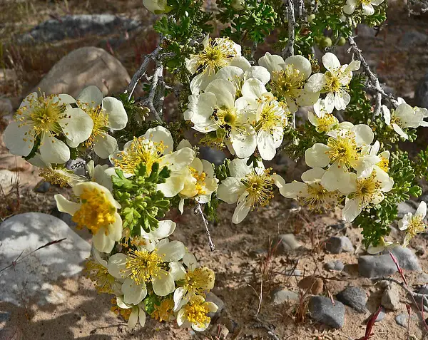 Purshia Plicata